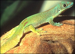 gecko